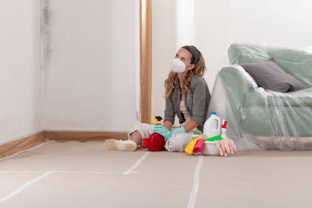Reliable Mold Remediation contractor in Burley, WA by 24 Hour Mold Removal