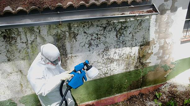 Top rated local Mold Remediation specialists in Burley, WA